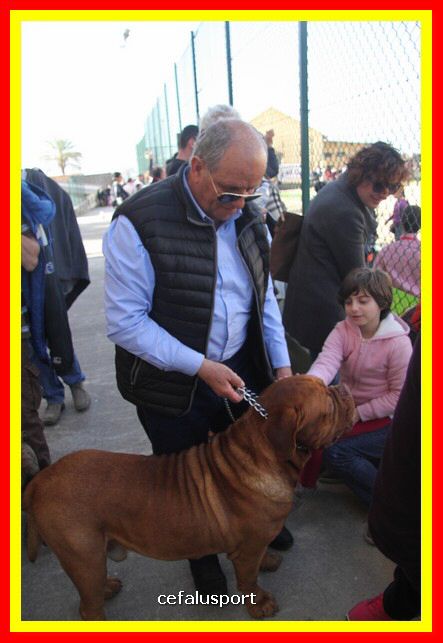 180311 mostra_canina 203.jpg